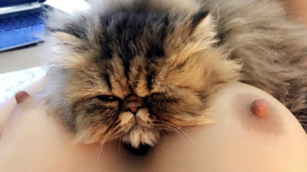 @missreinat/Images/missreinat-2017-08-22-3125080-My kitty is resting.jpg