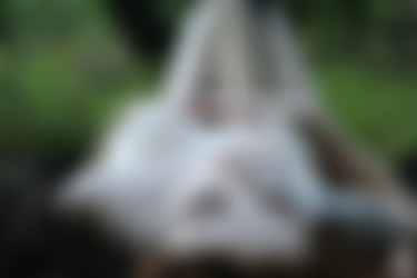 Blunts_and_sushi/2019-03-06 Cryptic Nightshade/31.jpg